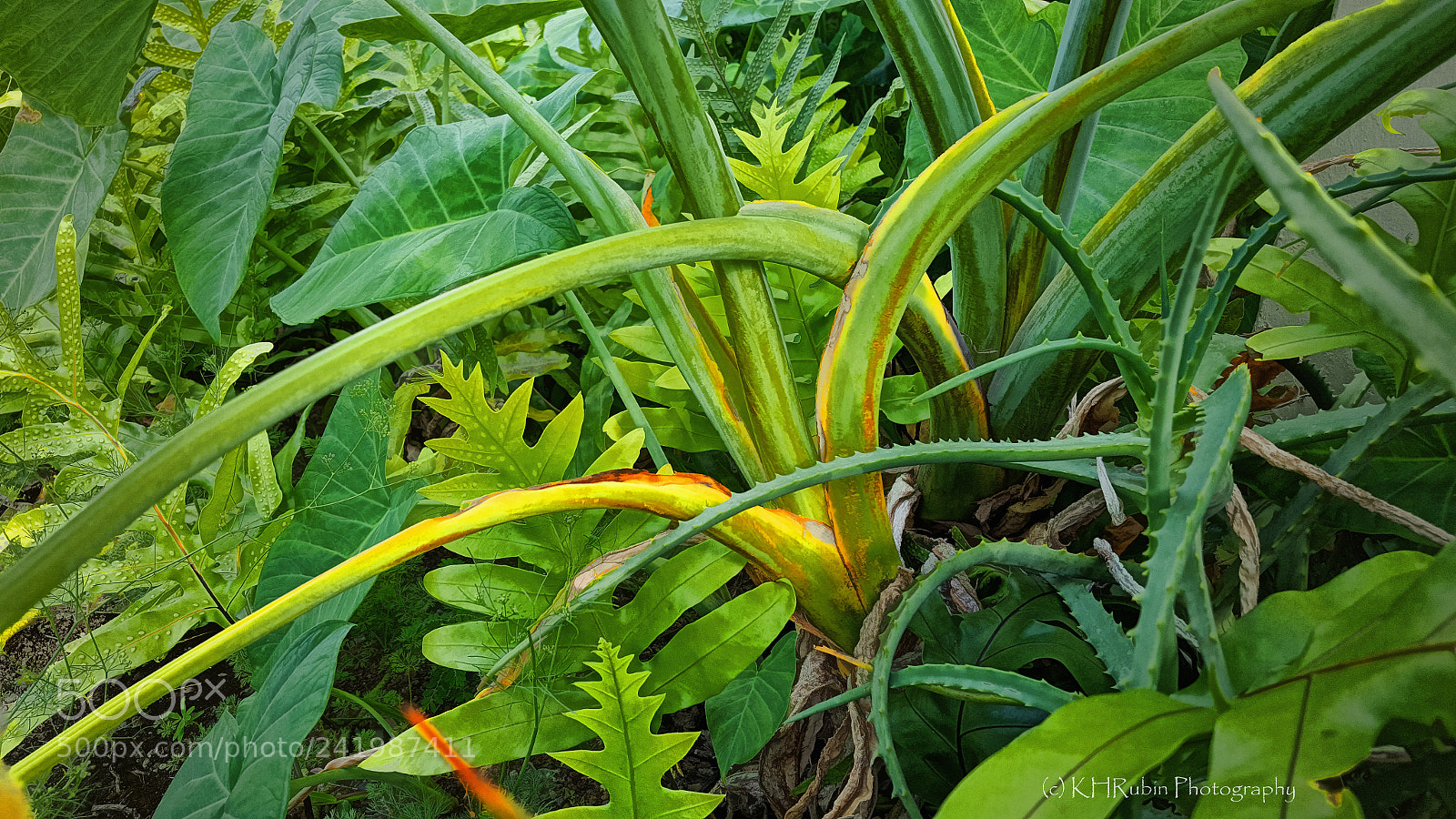 Samsung Galaxy S6 sample photo. Wild garden photography