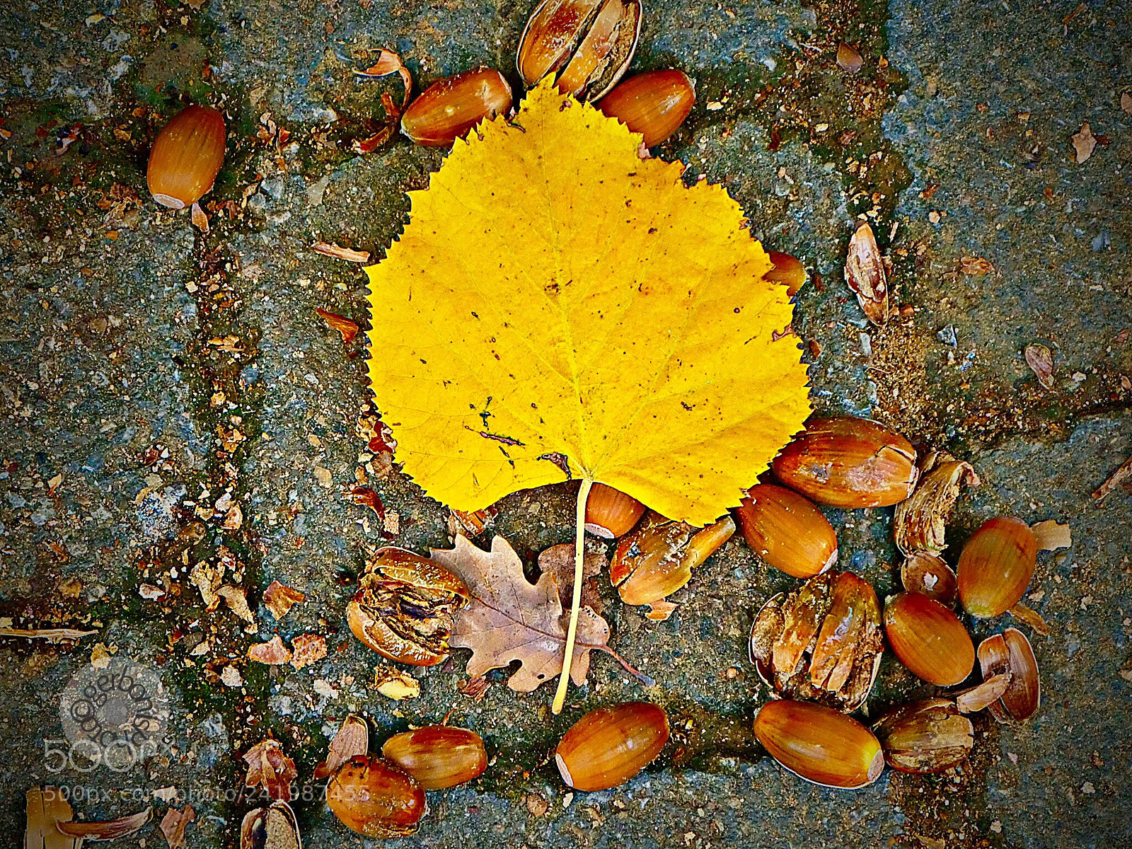 Panasonic Lumix DC-ZS70 (Lumix DC-TZ90) sample photo. Acorns and leaves fall photography