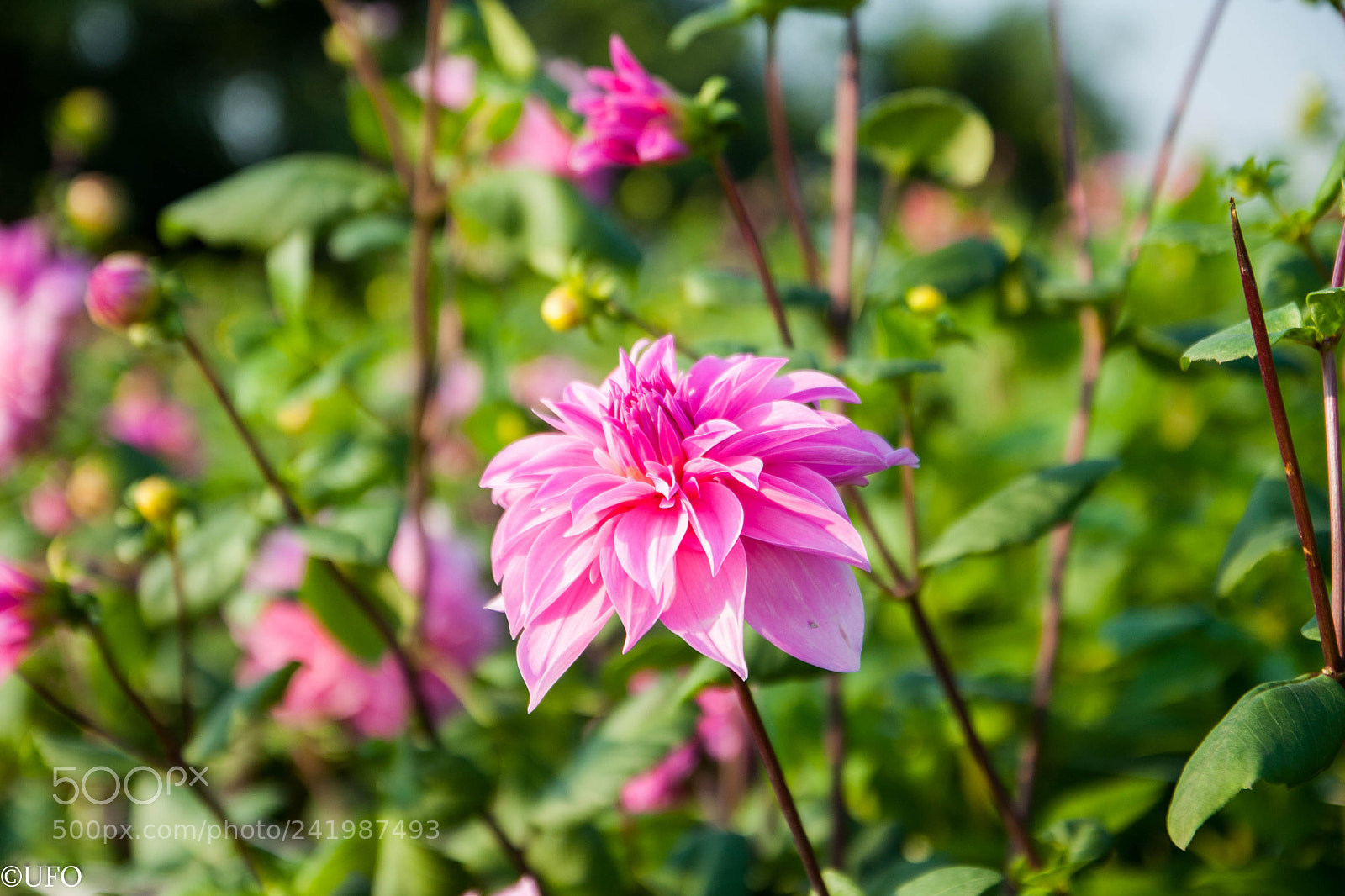 Canon EOS 40D sample photo. Under sunlight photography