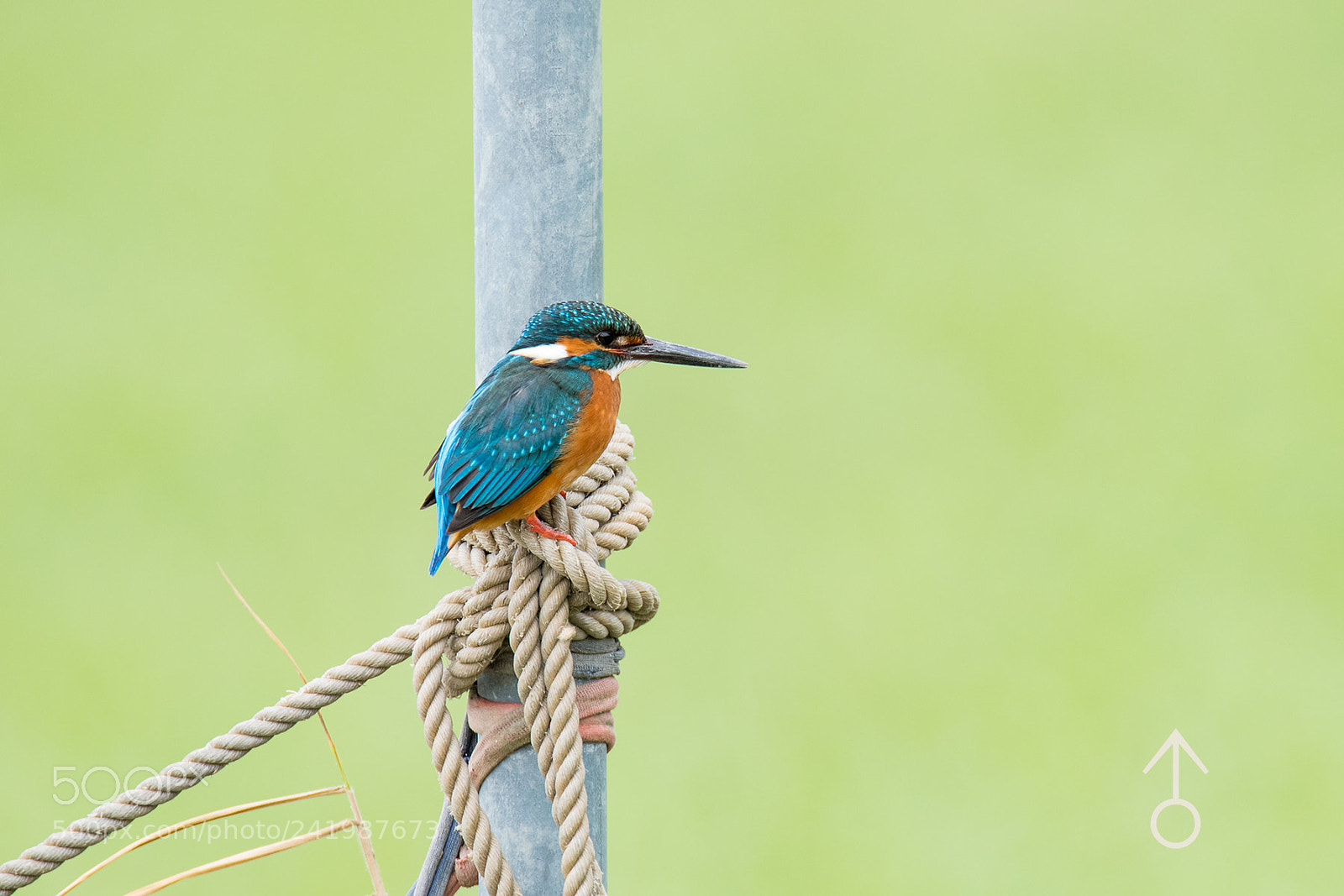 Nikon D810 sample photo. Common kingfisher couple photography