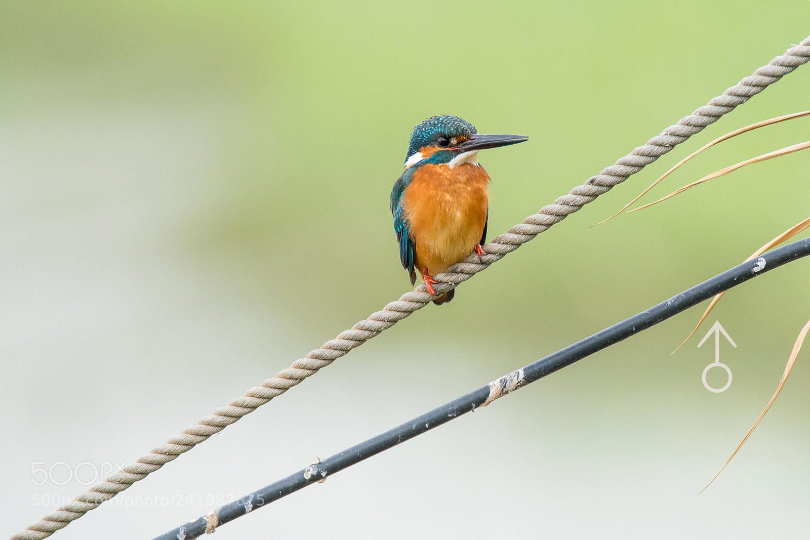 Nikon D810 sample photo. Common kingfisher couple photography