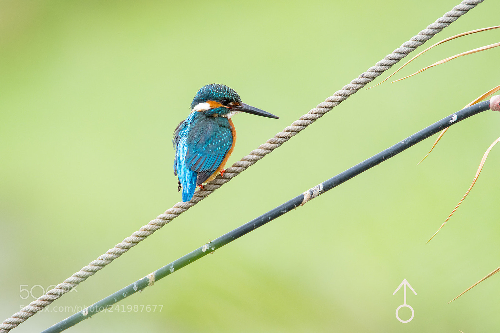 Nikon D810 sample photo. Common kingfisher couple photography