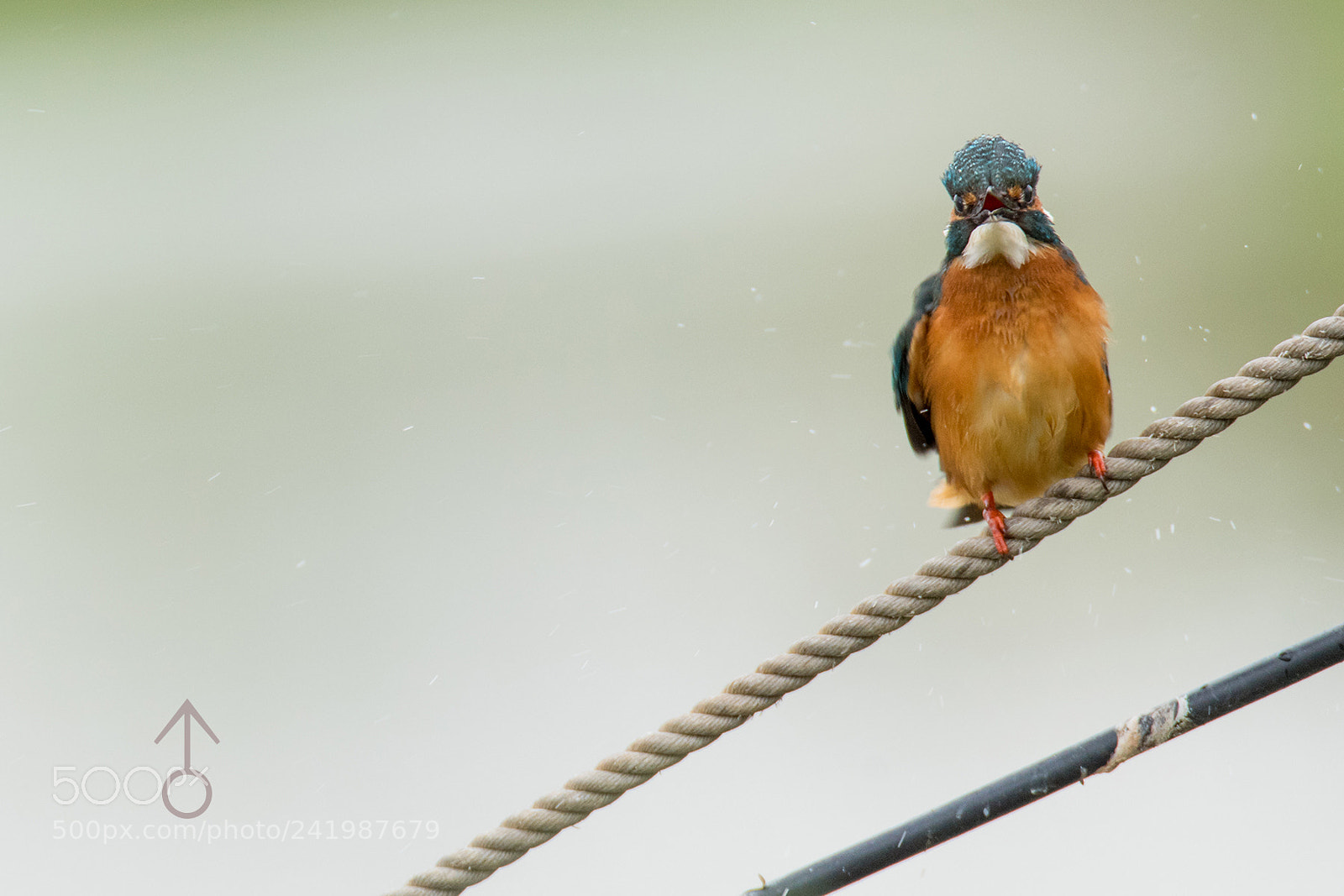 Nikon D810 sample photo. Common kingfisher couple photography