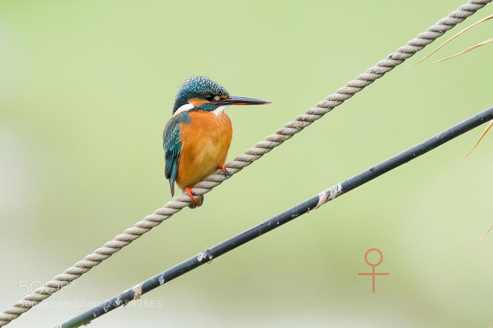 Nikon D810 sample photo. Common kingfisher couple photography