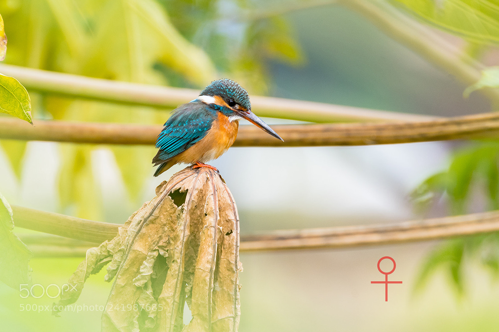Nikon D810 sample photo. Common kingfisher couple photography