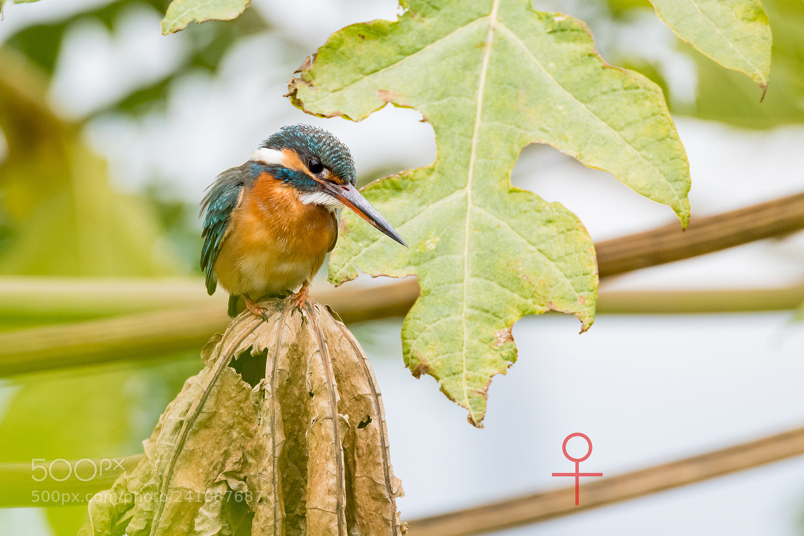 Nikon D810 sample photo. Common kingfisher couple photography
