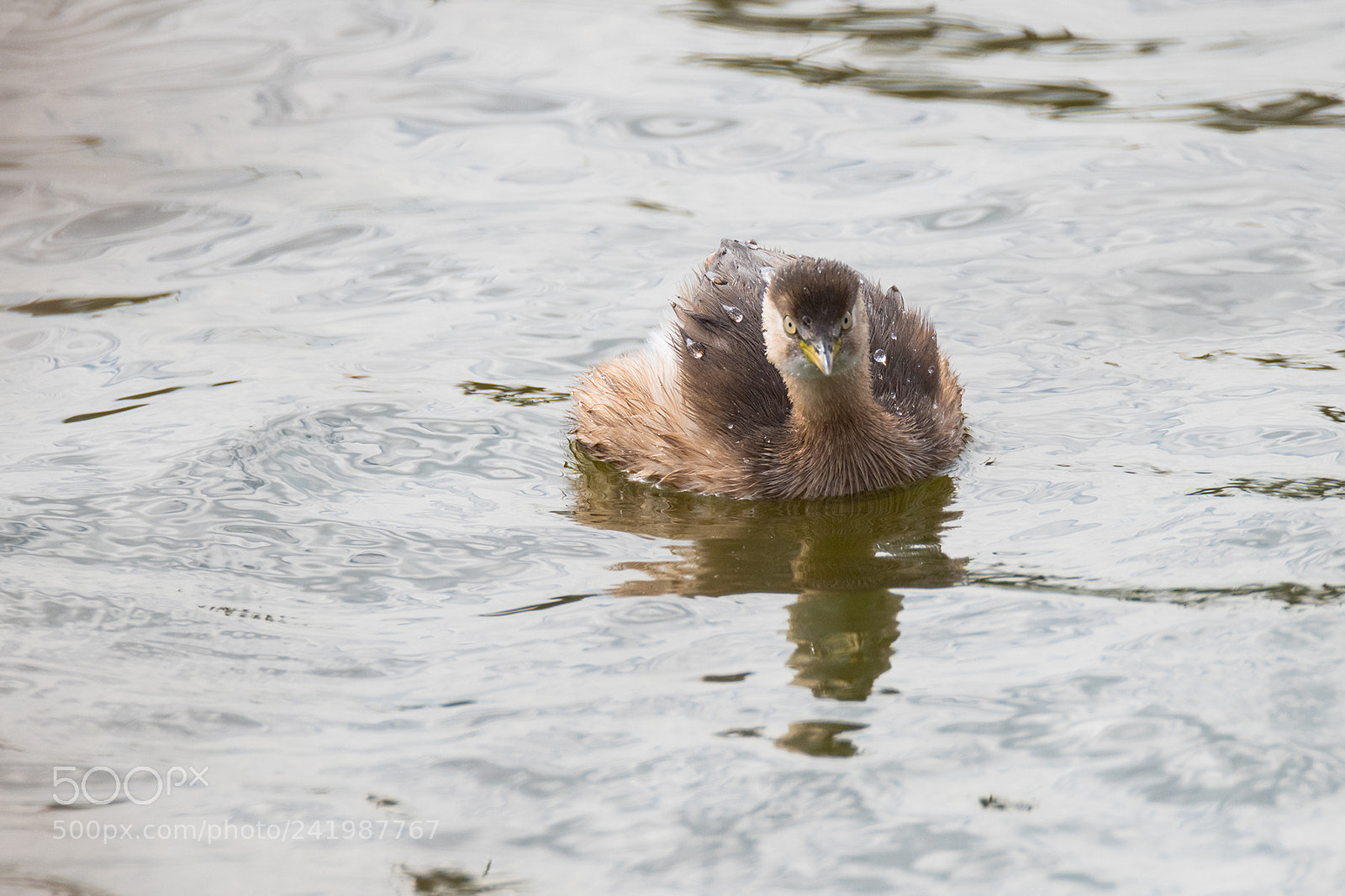 Nikon D810 sample photo. Duckie and it's snack photography