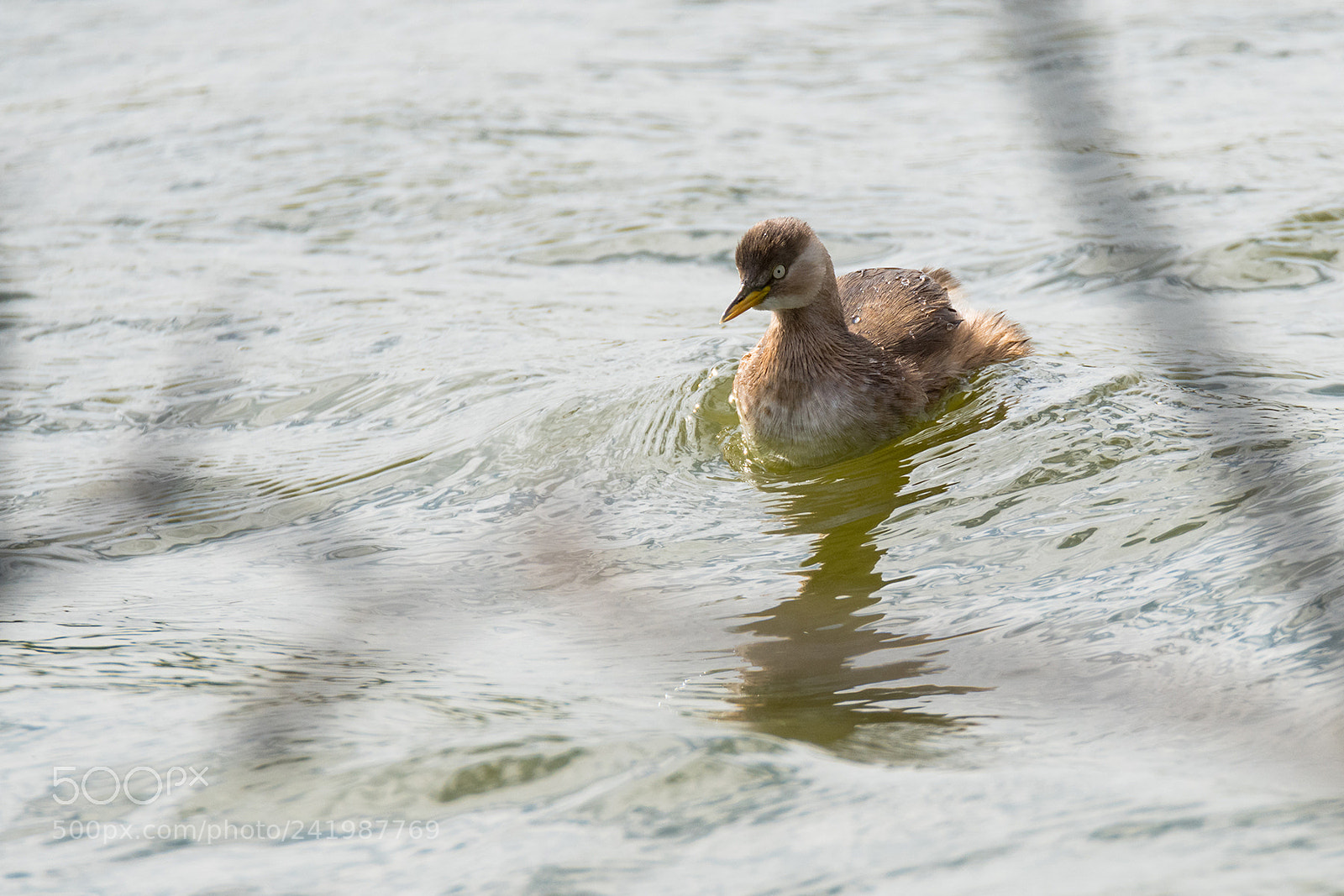 Nikon D810 sample photo. Duckie and it's snack photography