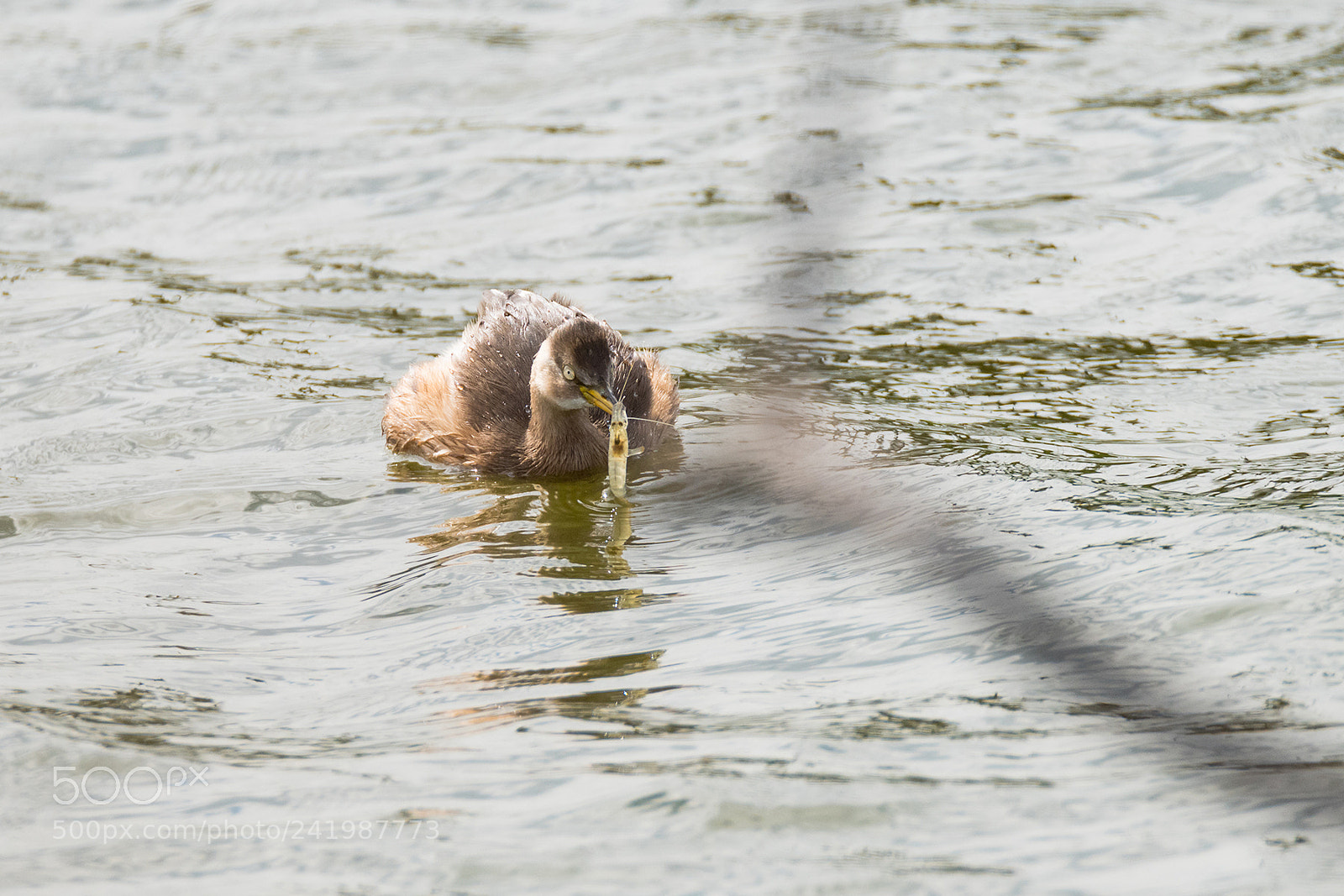 Nikon D810 sample photo. Duckie and it's snack photography