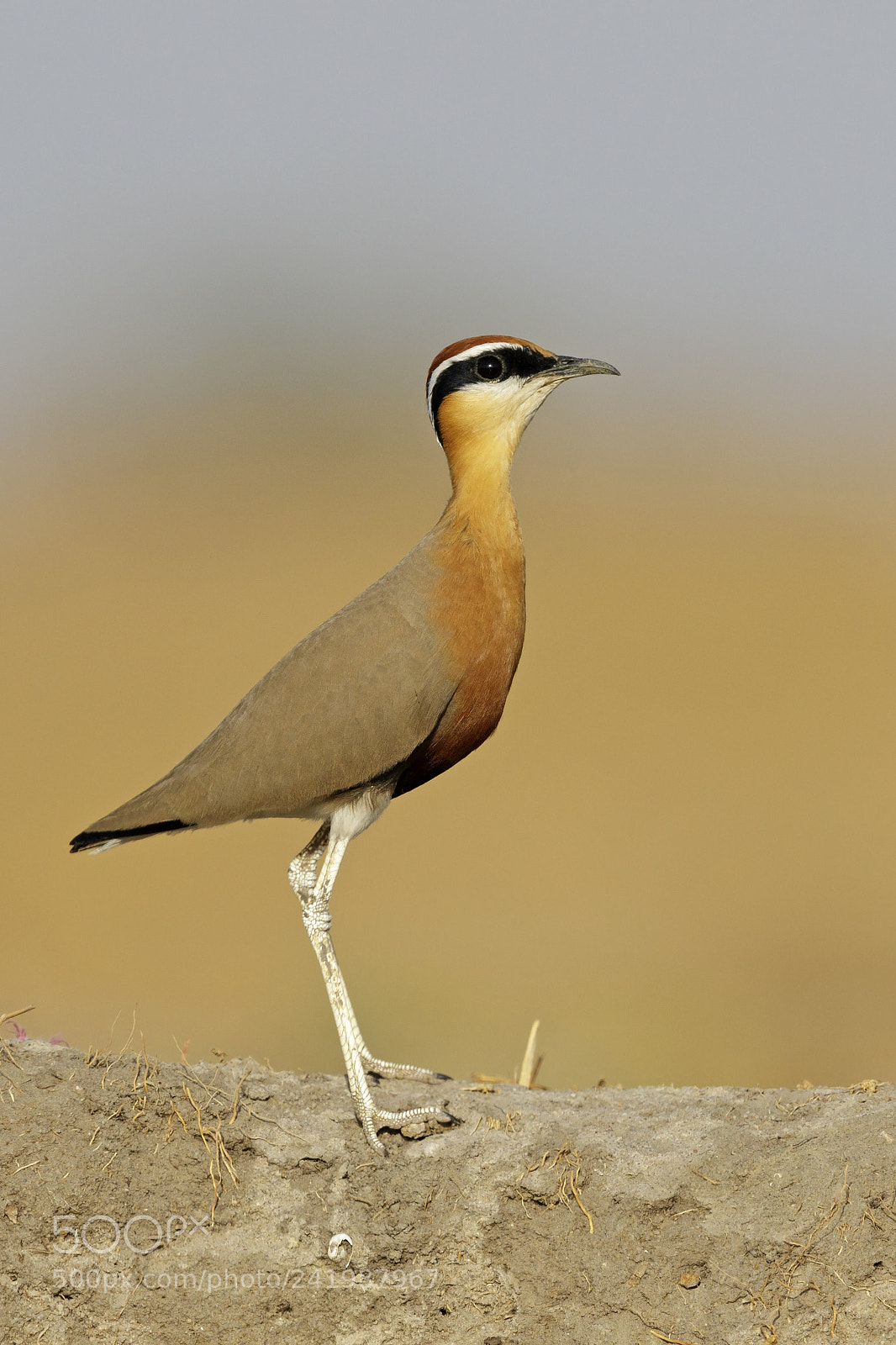 Canon EOS 7D Mark II sample photo. Indian courser photography