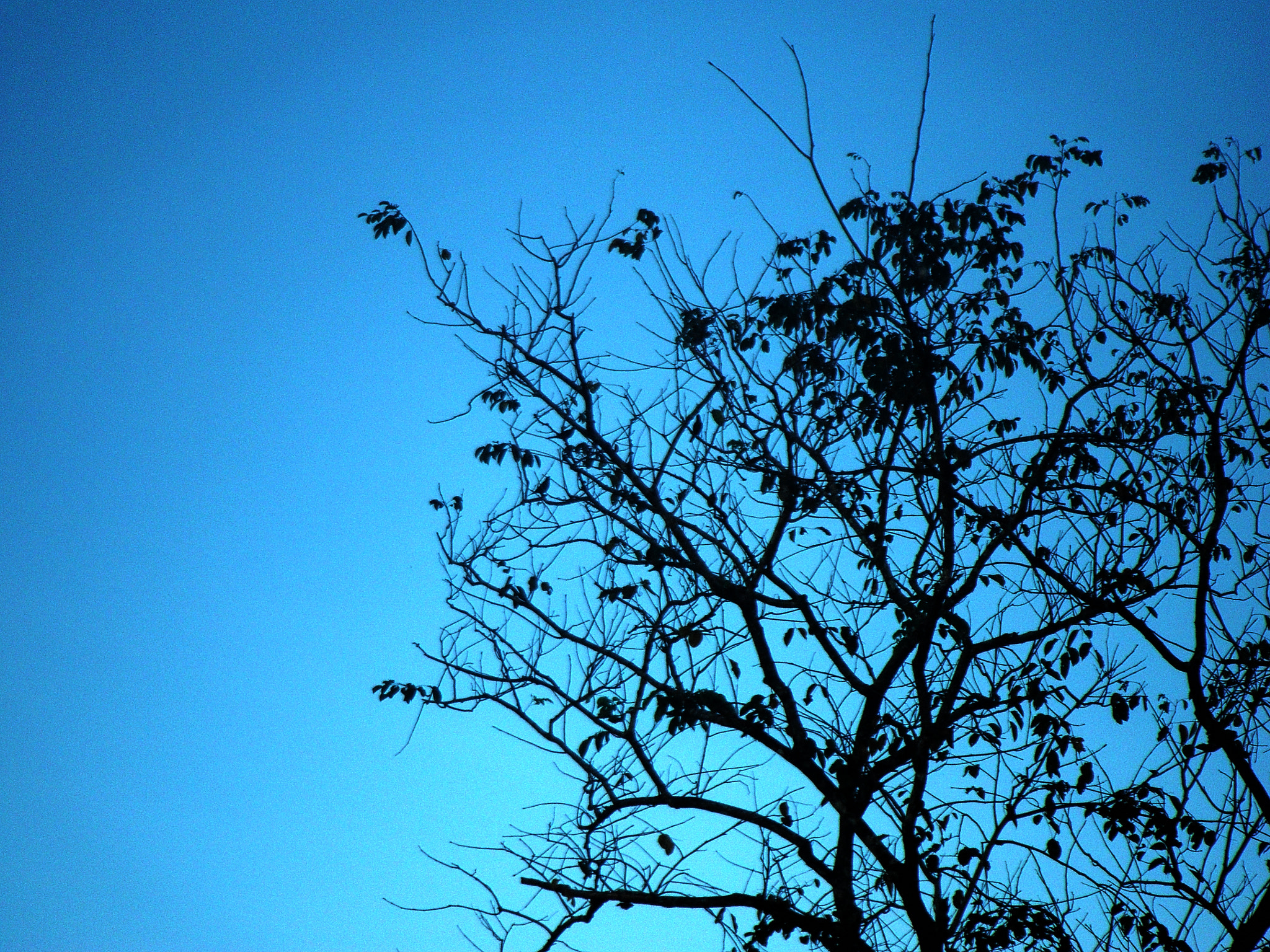 FujiFilm Finepix Z90 (Finepix Z91) sample photo. The tree at dawn photography