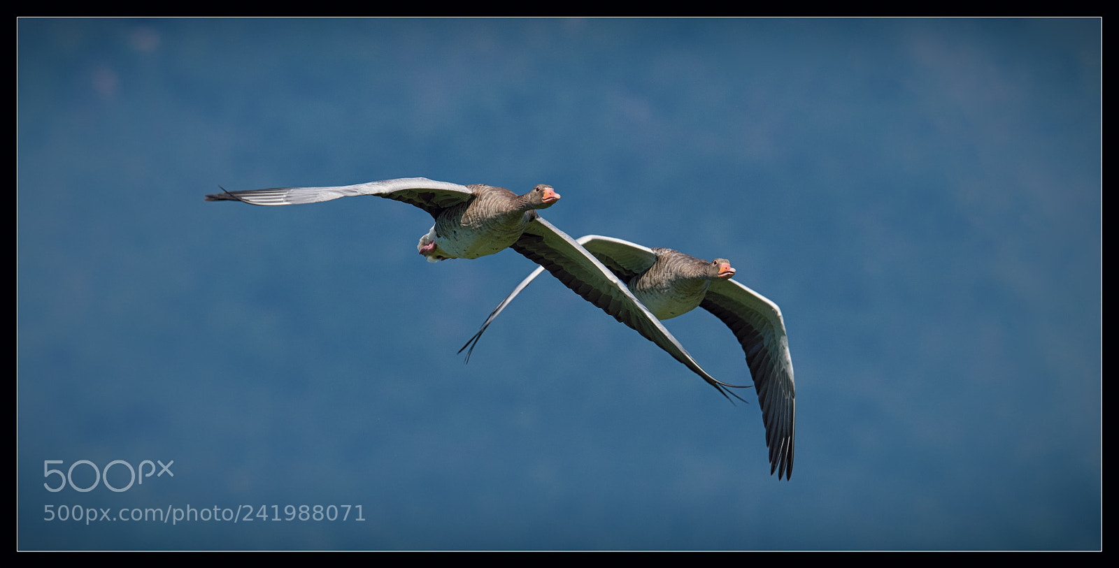 Nikon D810 sample photo. Duo ii photography