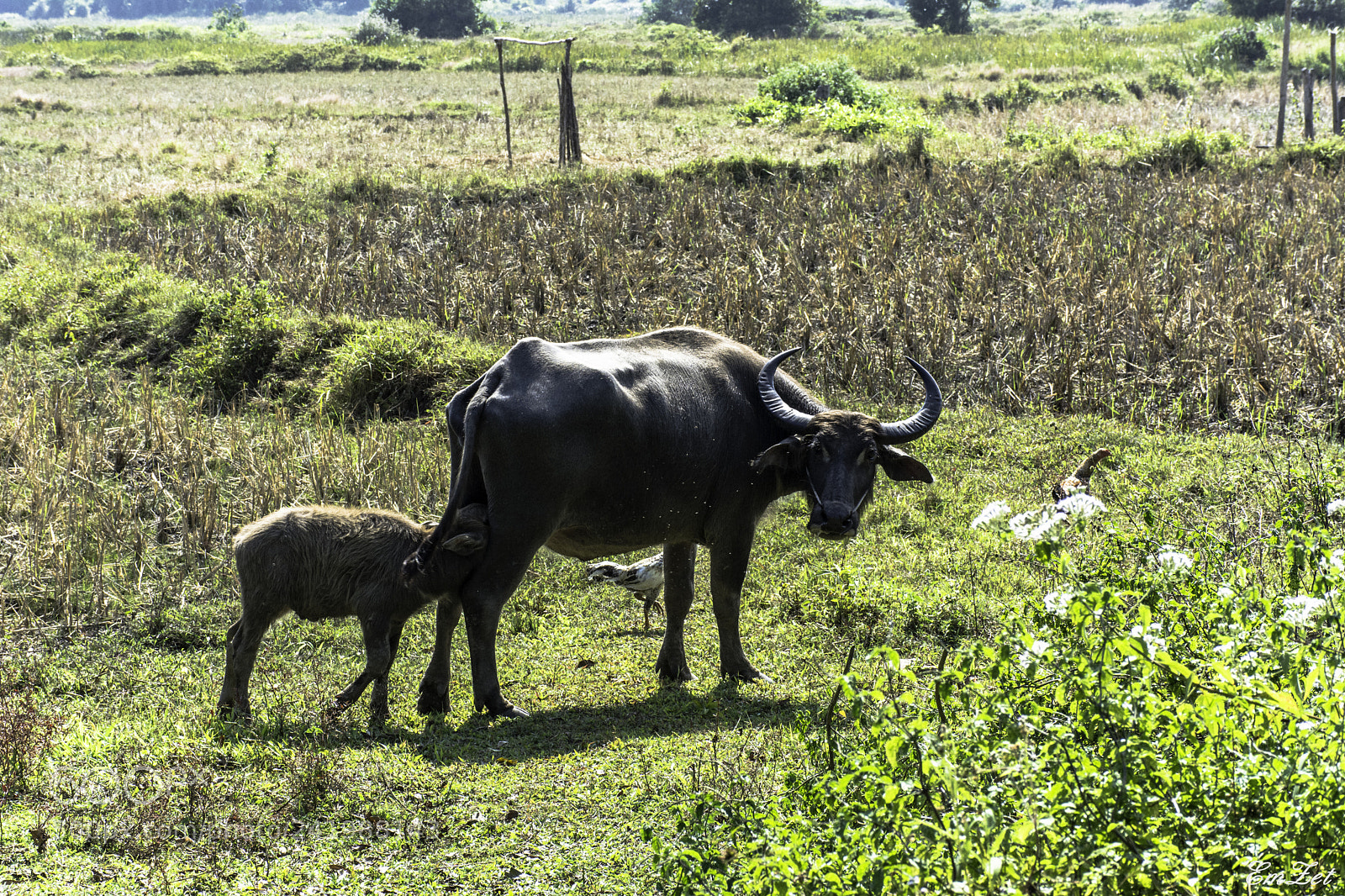 Nikon D7100 sample photo. Water buffalo photography
