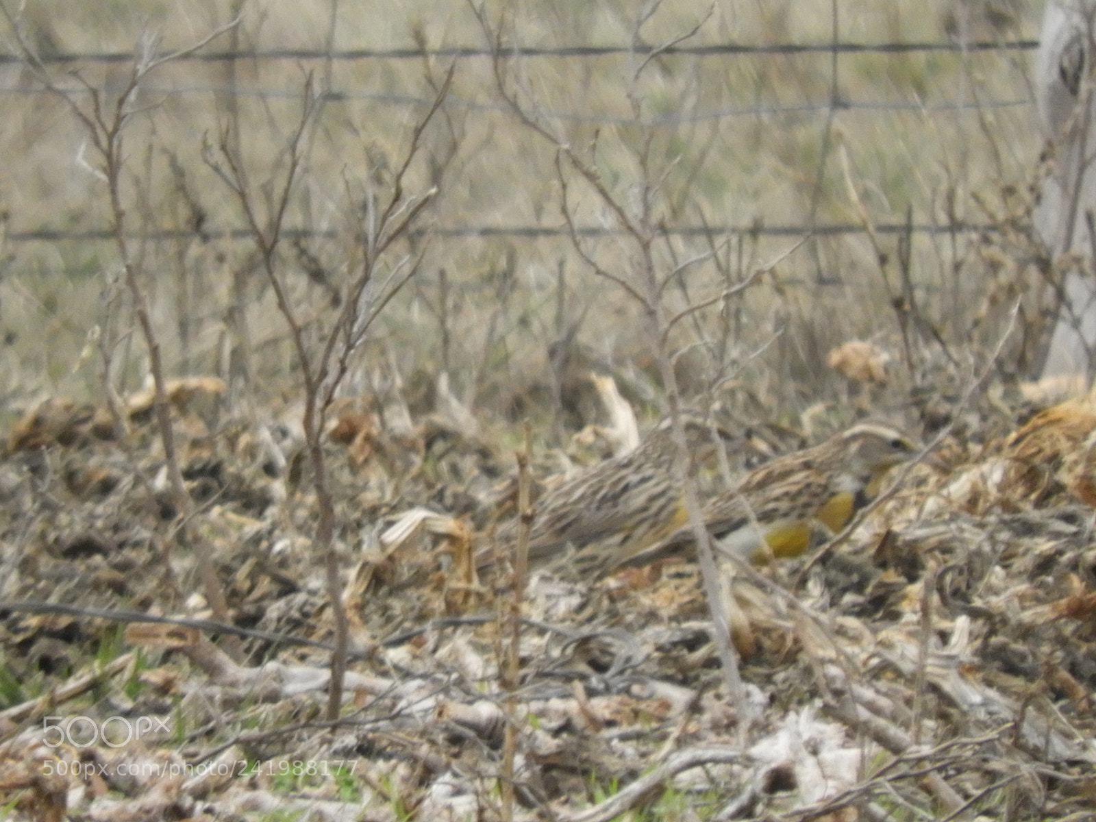 Nikon Coolpix B700 sample photo. Birds photography