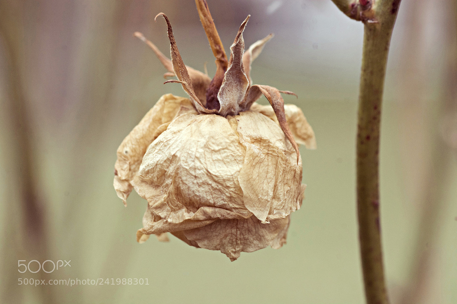 Nikon D7100 sample photo. Dried rose photography