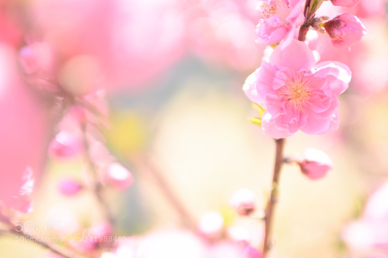 Nikon D7100 sample photo. Untitled photography