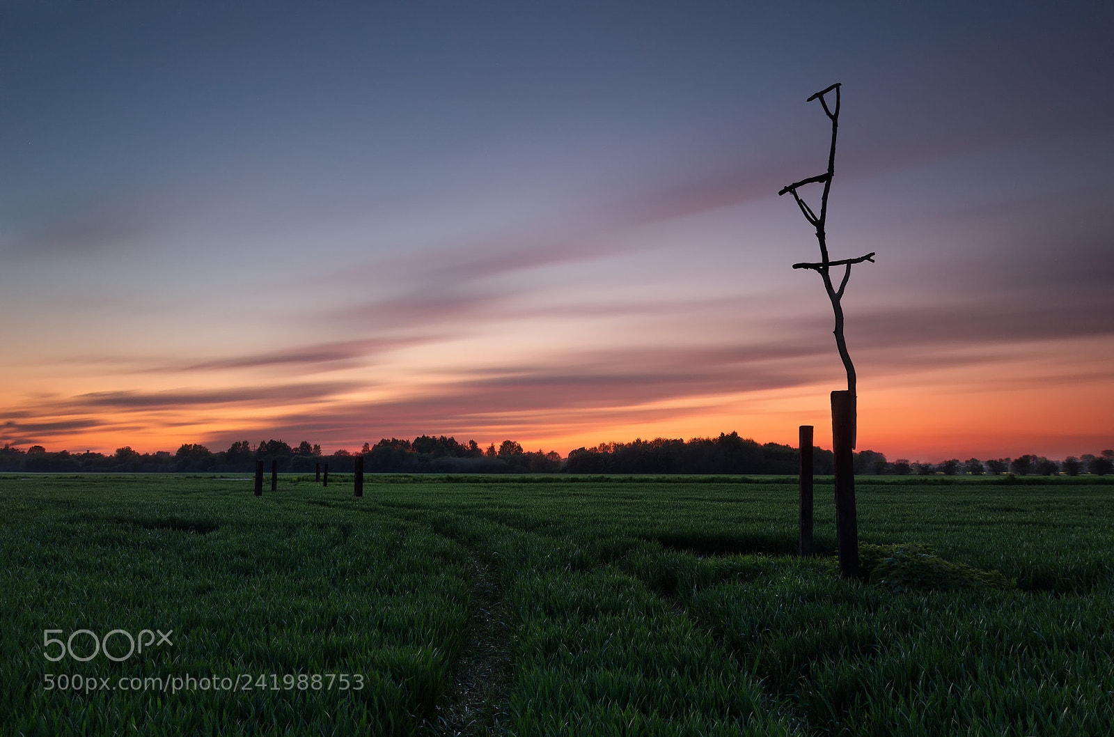 Canon EOS 100D (EOS Rebel SL1 / EOS Kiss X7) sample photo. Evening in the field photography