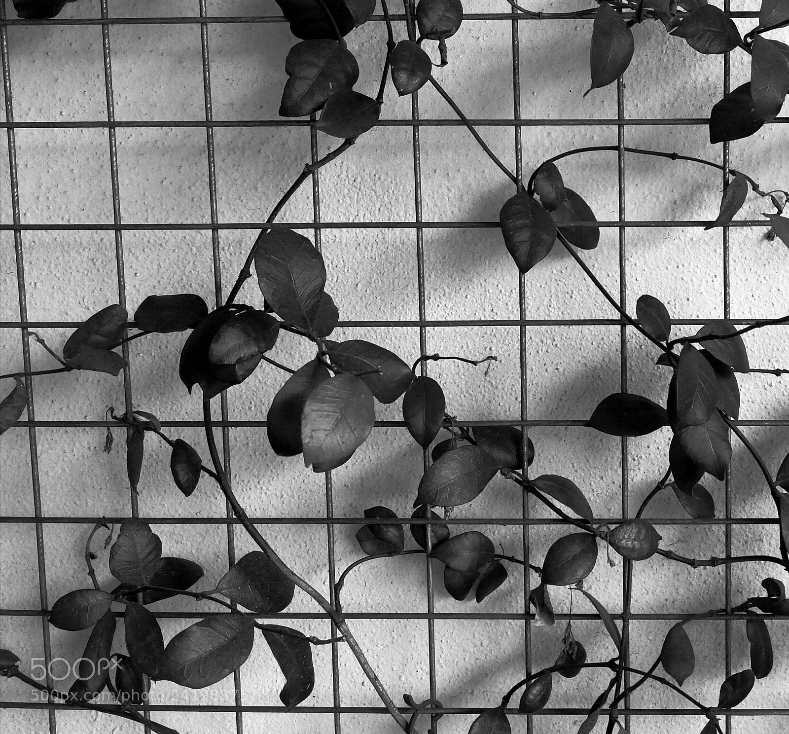 HUAWEI Mate 9 sample photo. Untitled photography