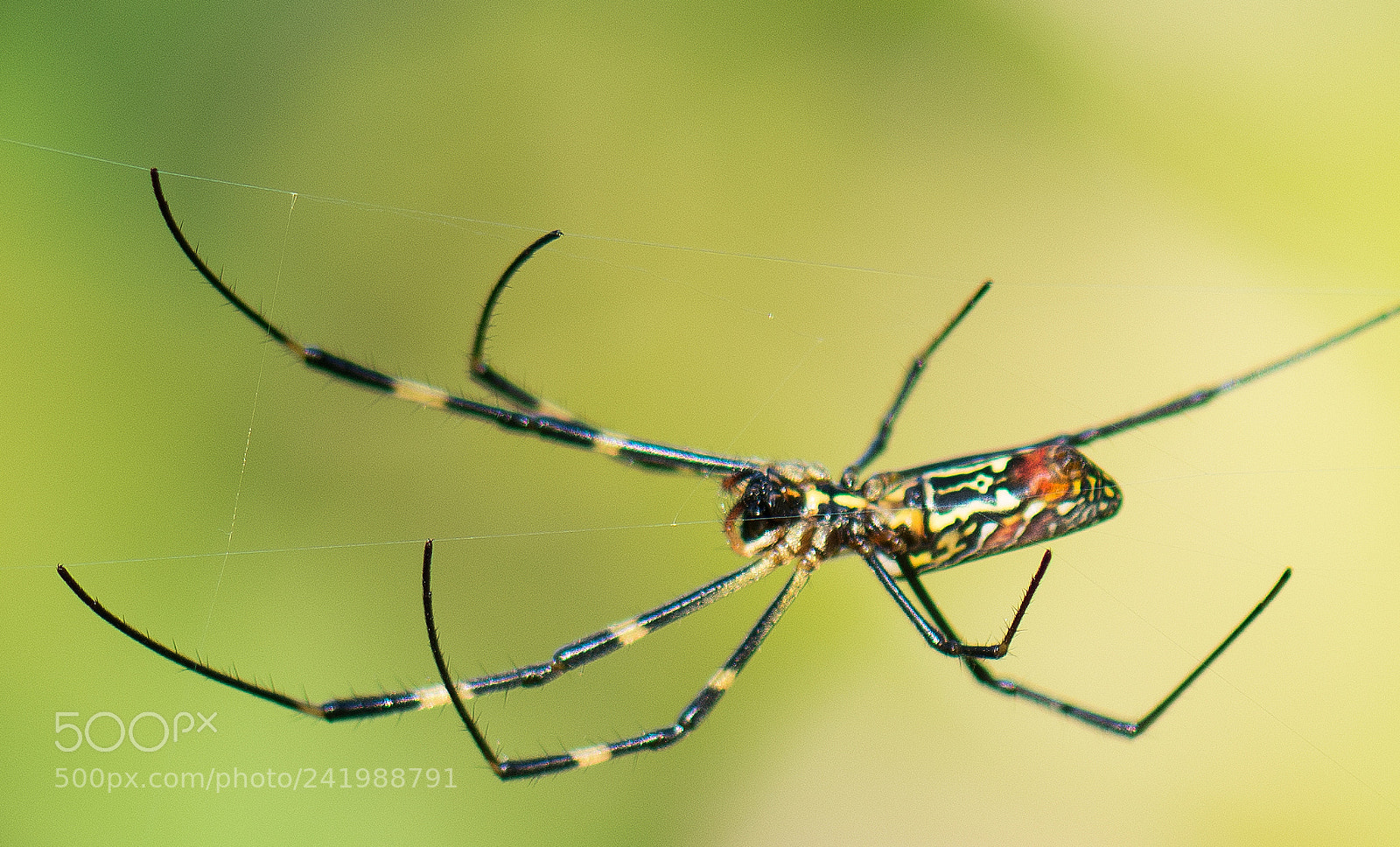 Nikon D7100 sample photo. Spider1 photography