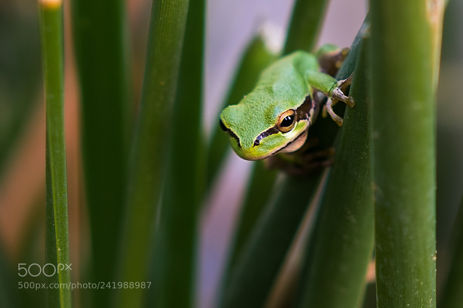 Sony ILCA-77M2 sample photo. Looking at you photography
