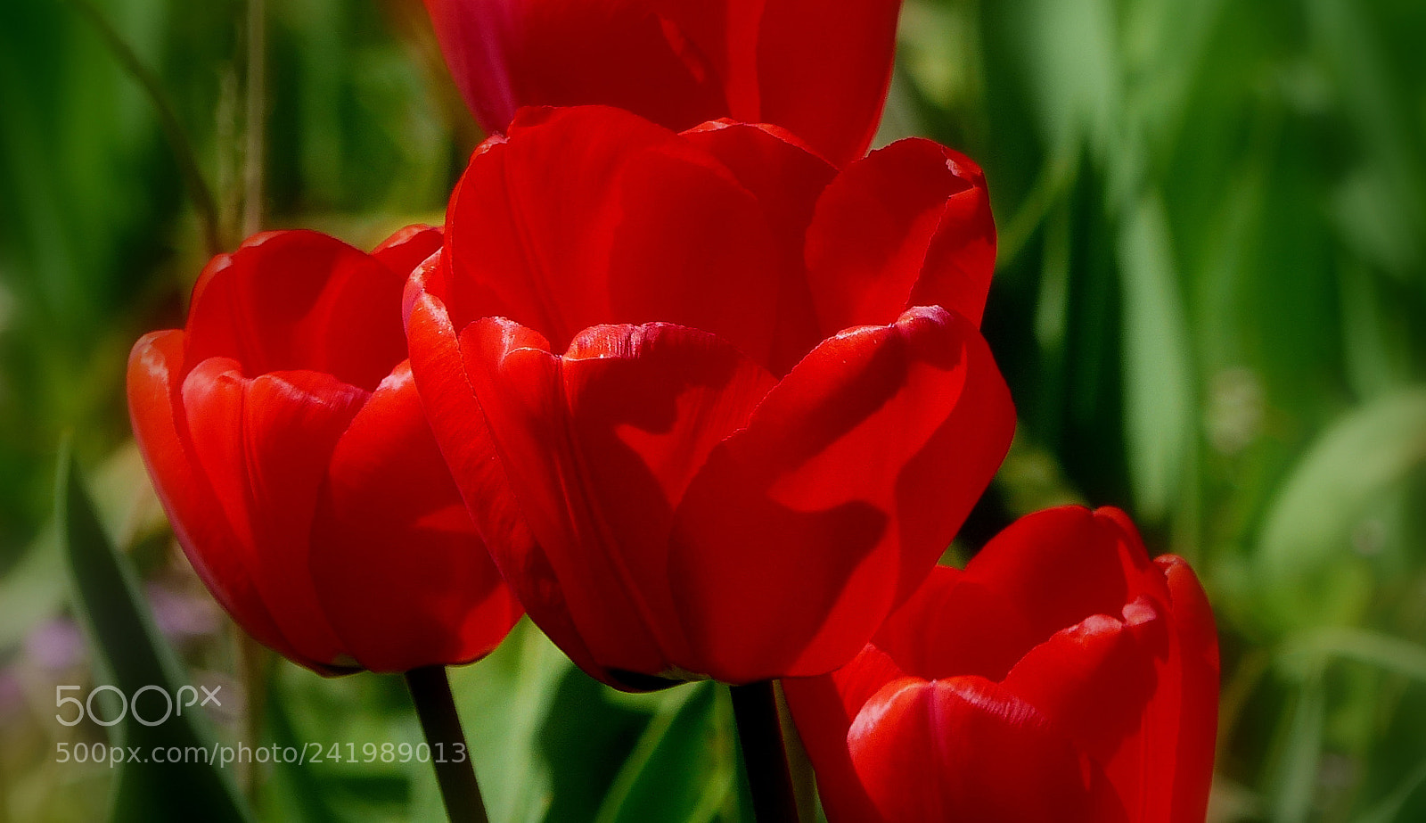 Panasonic Lumix DMC-FZ200 sample photo. Red tulips photography