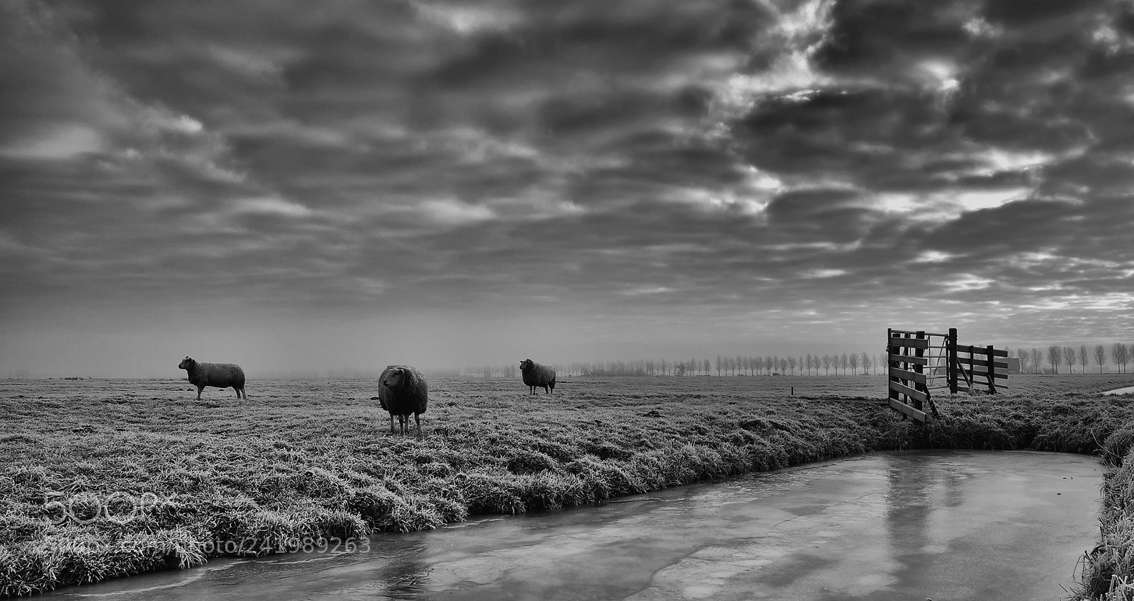 Nikon D90 sample photo. Sheeps on a cold photography