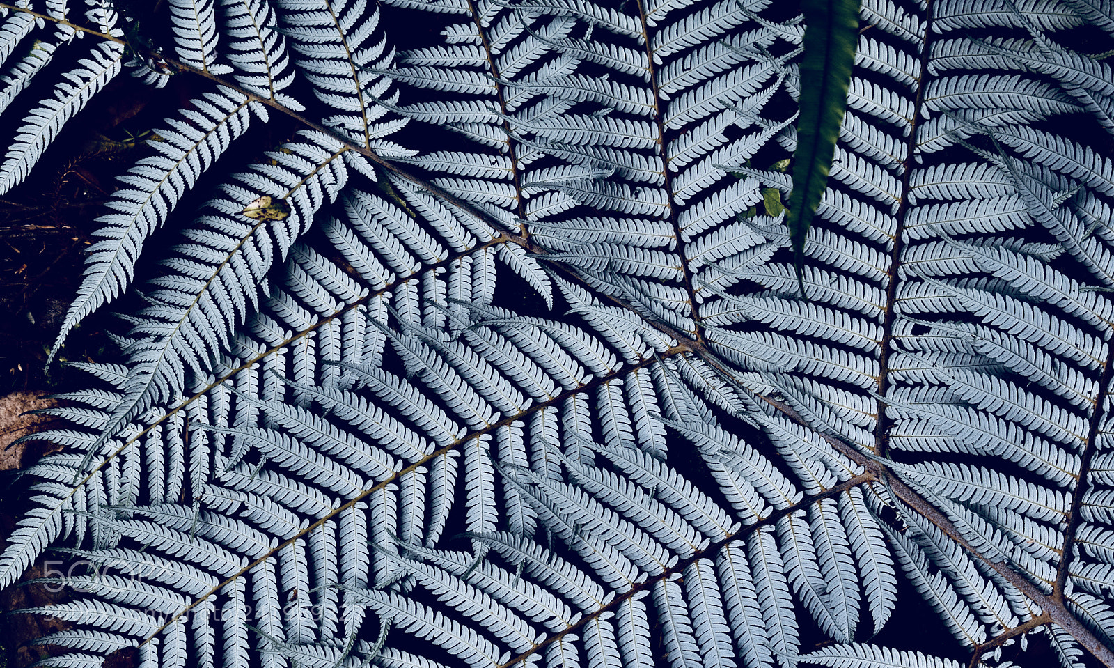 Nikon D3400 sample photo. Silver fern photography