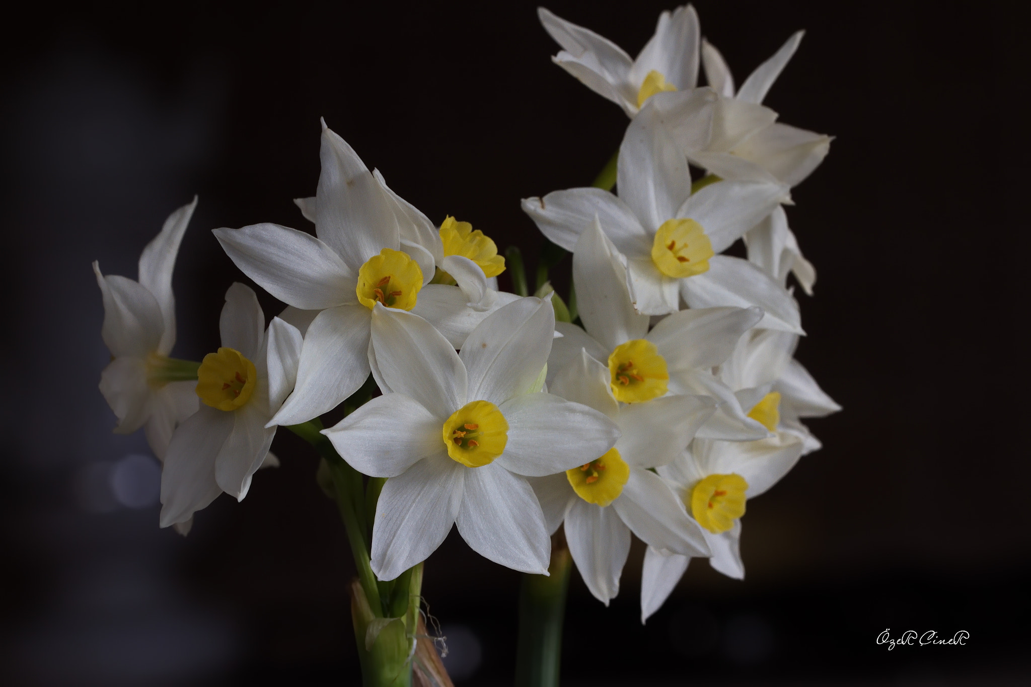 Canon EF 100mm F2.8L Macro IS USM sample photo. Bunch of joy photography