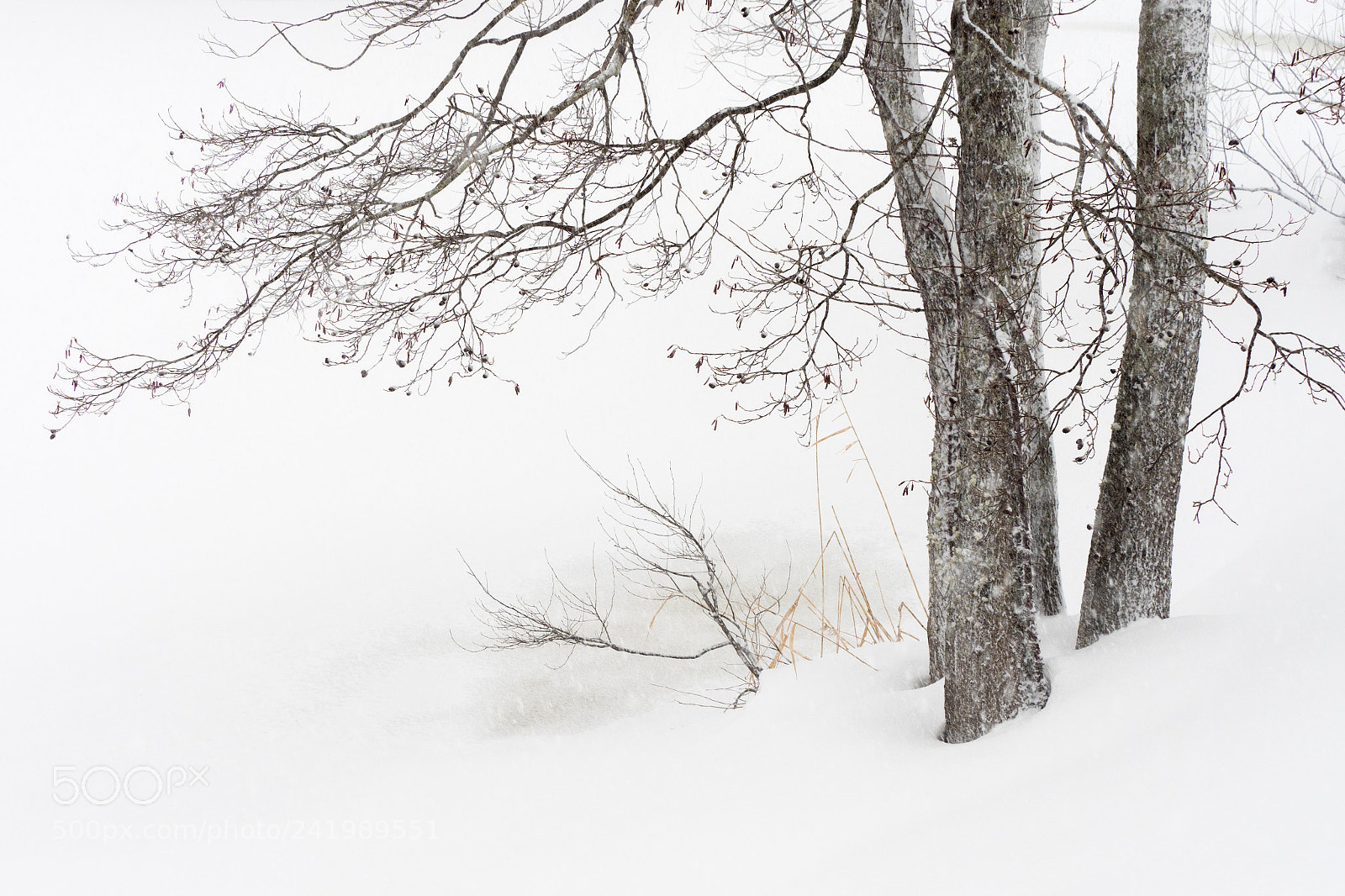 Olympus OM-D E-M1 Mark II sample photo. Snow and trees photography