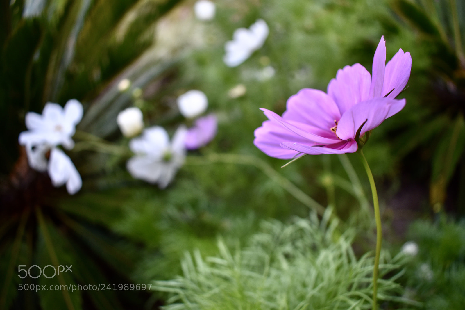 Nikon D3400 sample photo. Flower in the great photography