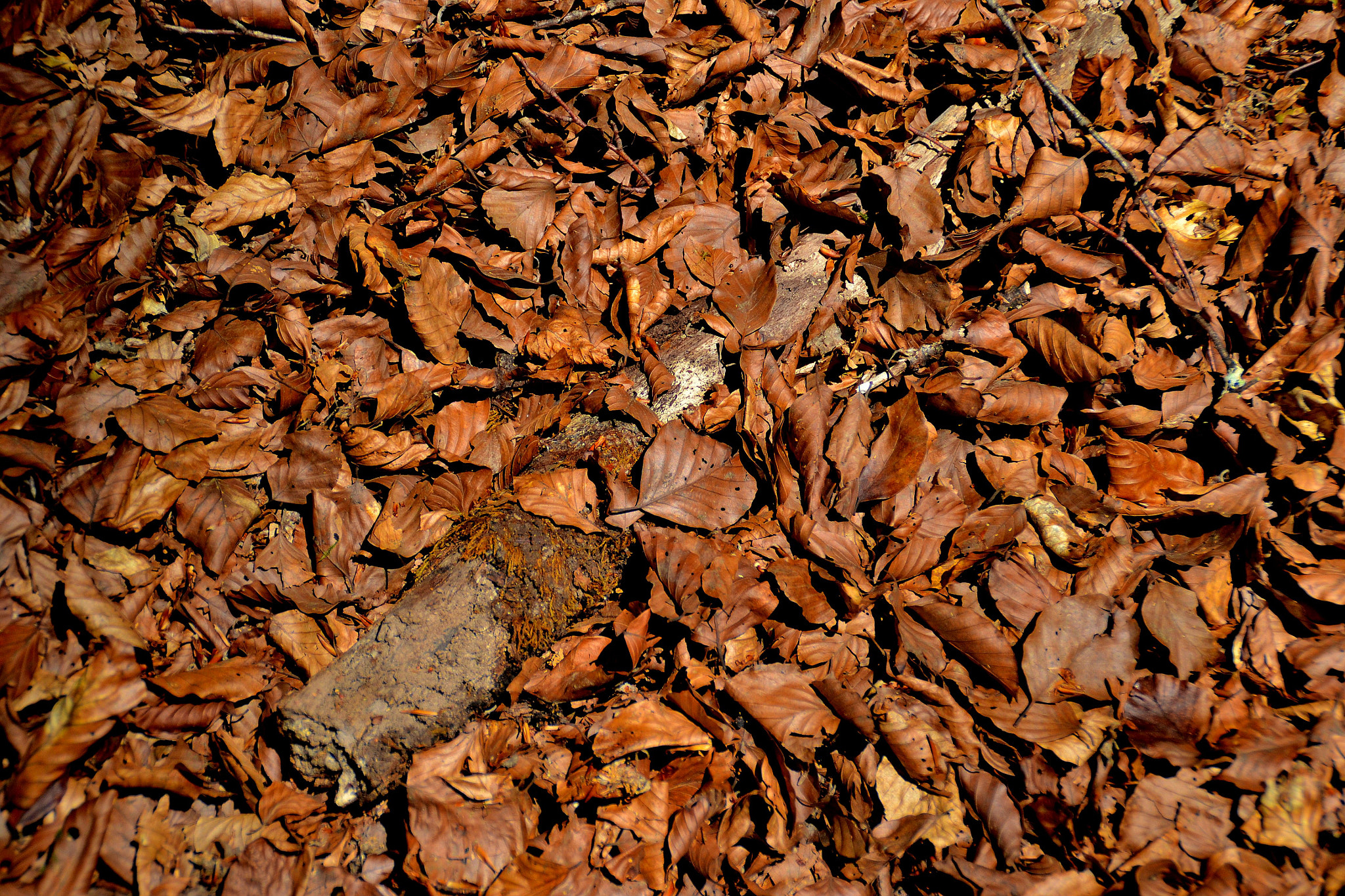 Nikon D3100 sample photo. Estampat de tardor. photography