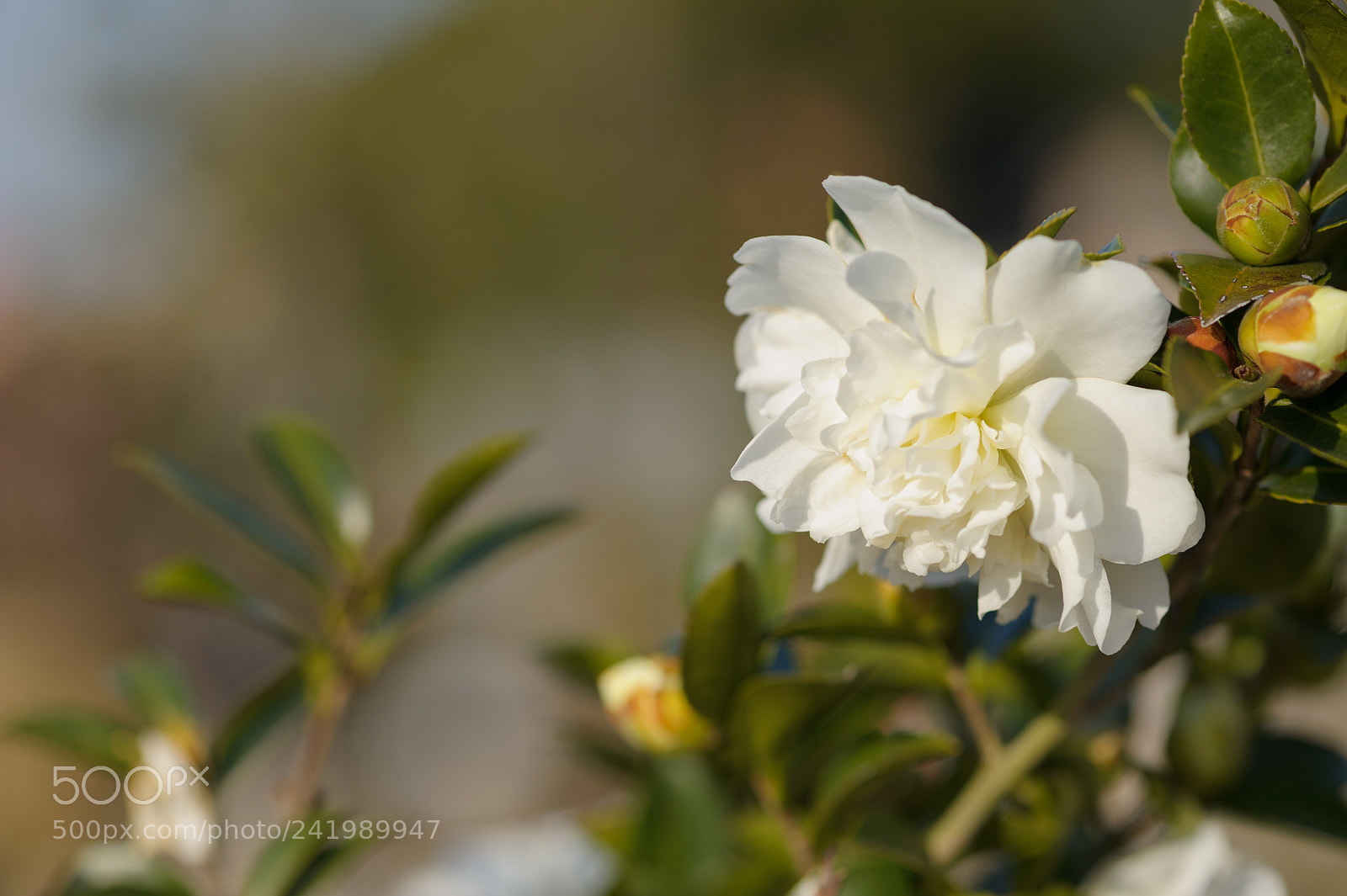 Nikon D3S sample photo. White sasanqua photography