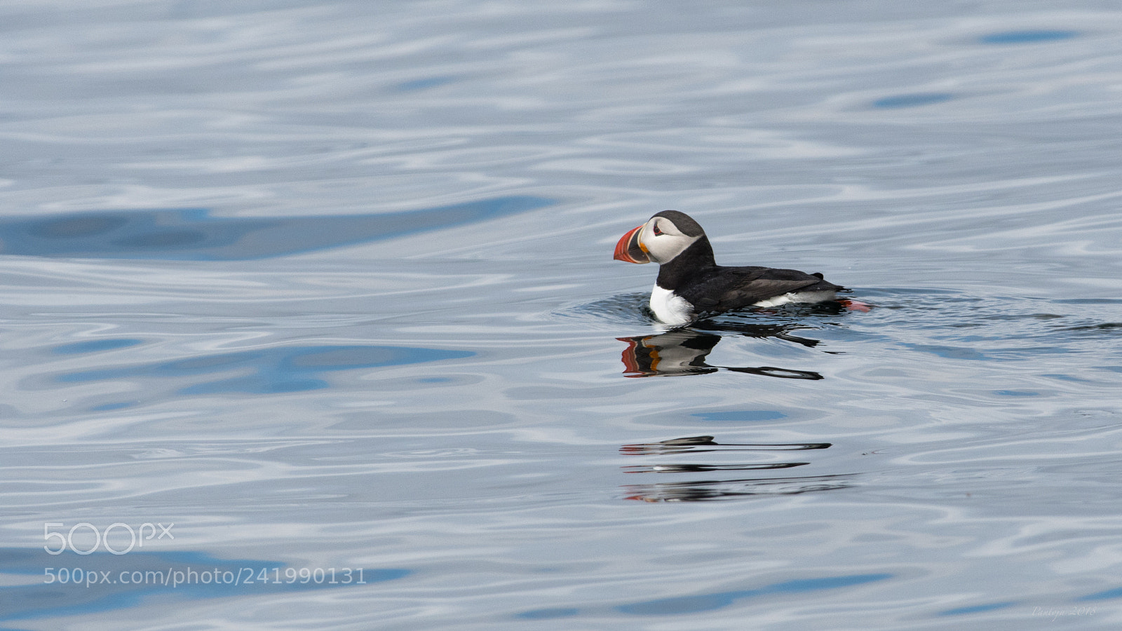 Nikon D500 sample photo. Puffin photography