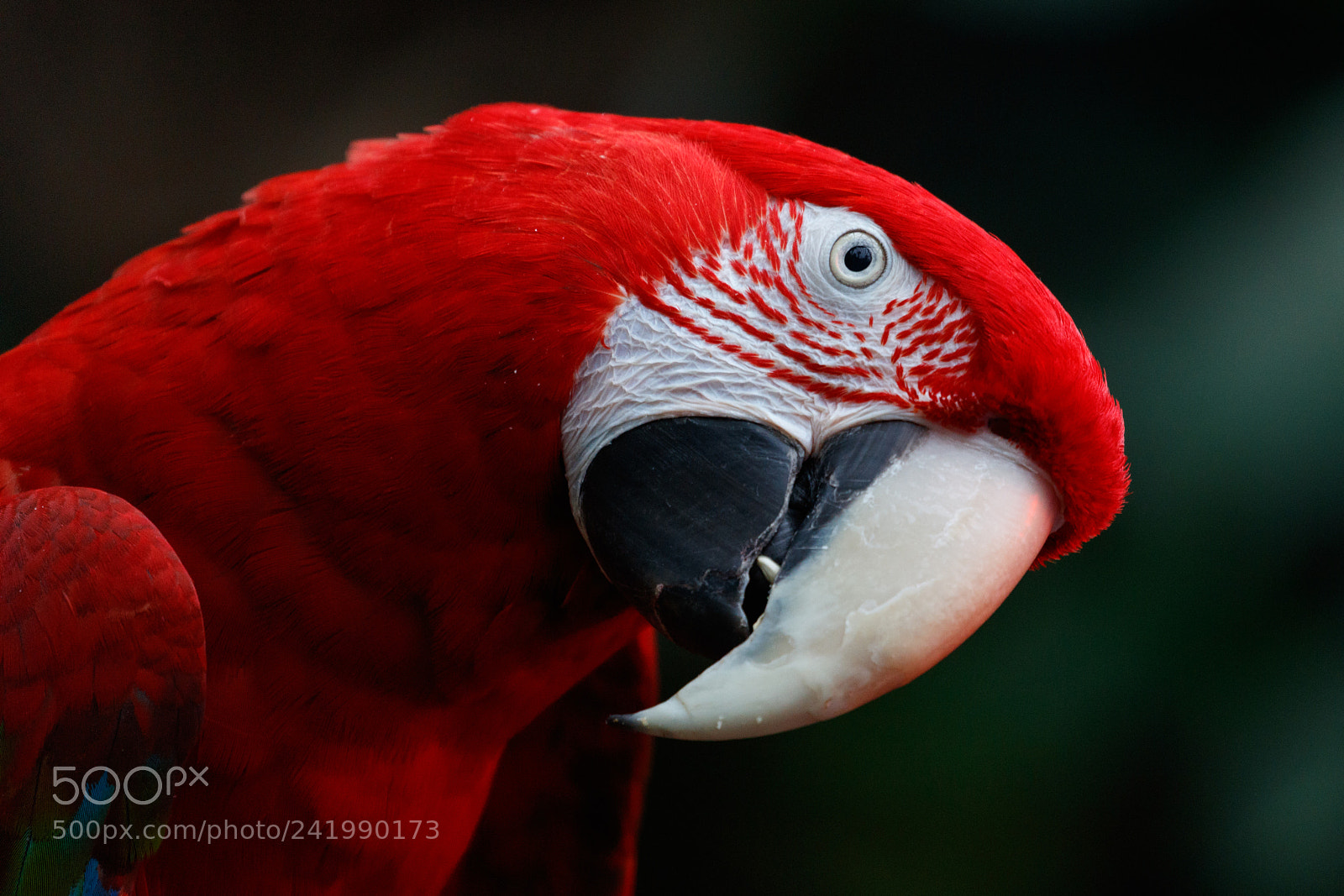 Canon EOS 5DS R sample photo. Expression photography