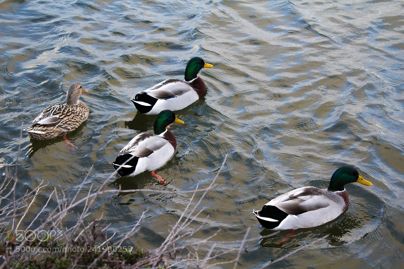 Canon EOS 1200D (EOS Rebel T5 / EOS Kiss X70 / EOS Hi) sample photo. Animals photography