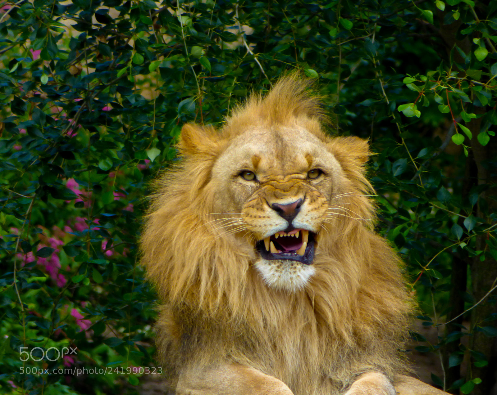 Panasonic DMC-FZ72 sample photo. Lion photography