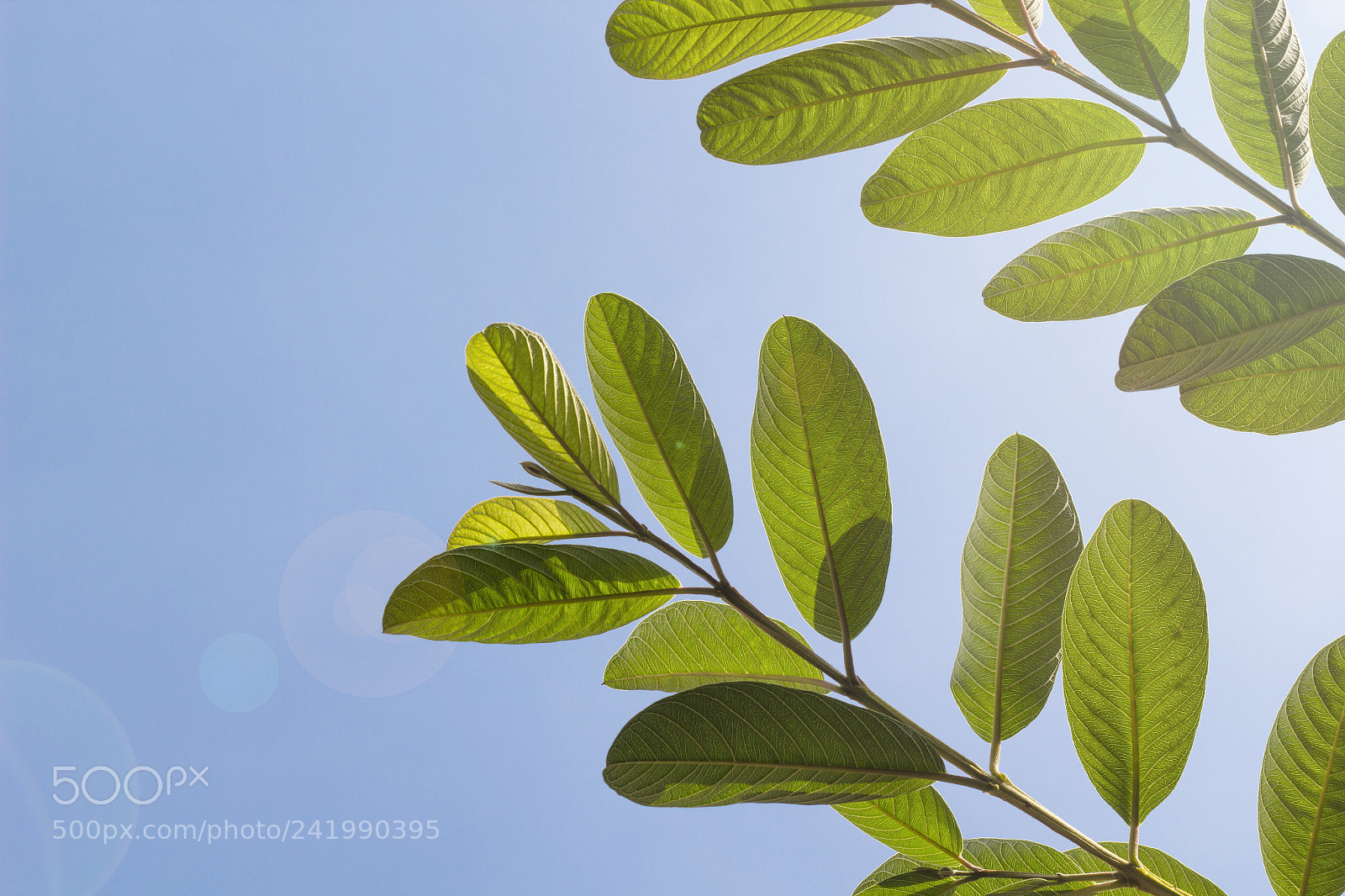 Canon EOS 60D sample photo. Morning photography