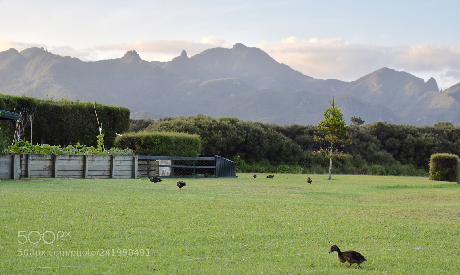 Nikon D3400 sample photo. Duck in thegreat barrier photography