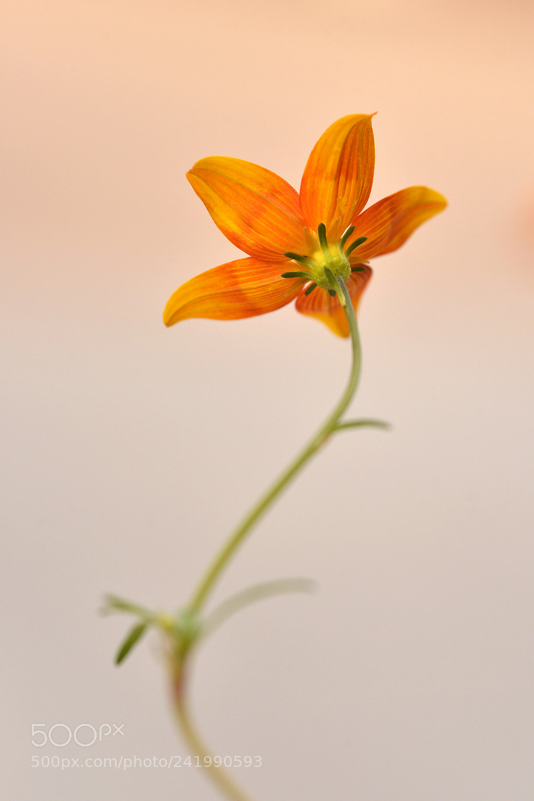 Nikon D600 sample photo. Fleur orange photography