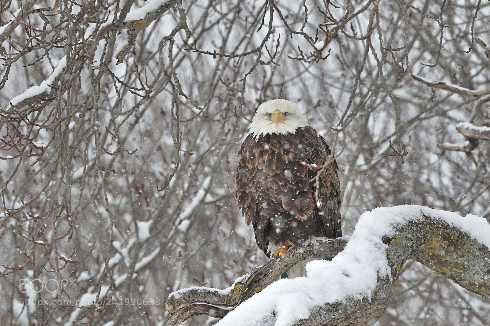 Canon EOS 7D Mark II sample photo. Eagle in snow photography