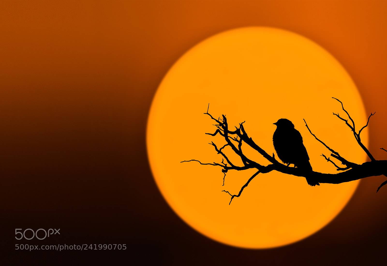 Nikon D810 sample photo. Bird at sunset photography