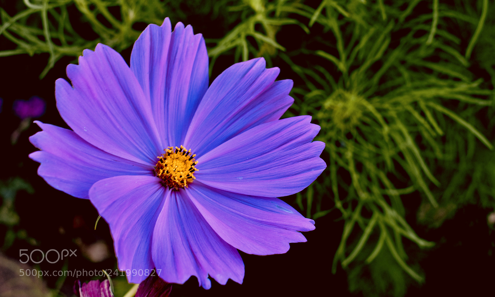 Nikon D3400 sample photo. Flower photography