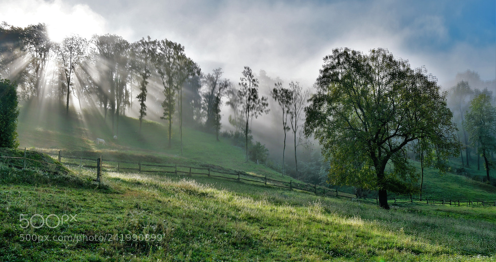 Nikon D500 sample photo. Untitled photography