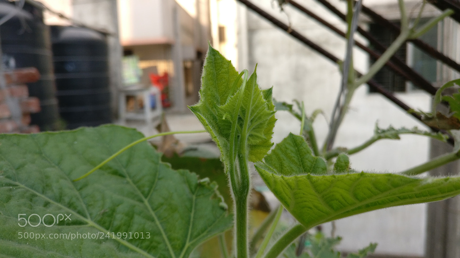 OnePlus A3003 sample photo. Untitled photography