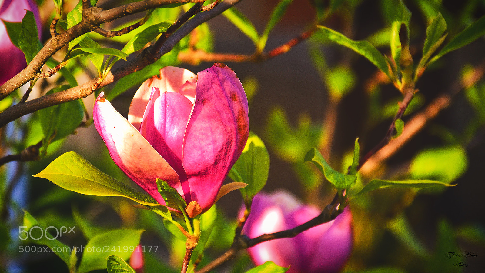Nikon D7100 sample photo. Flb photography