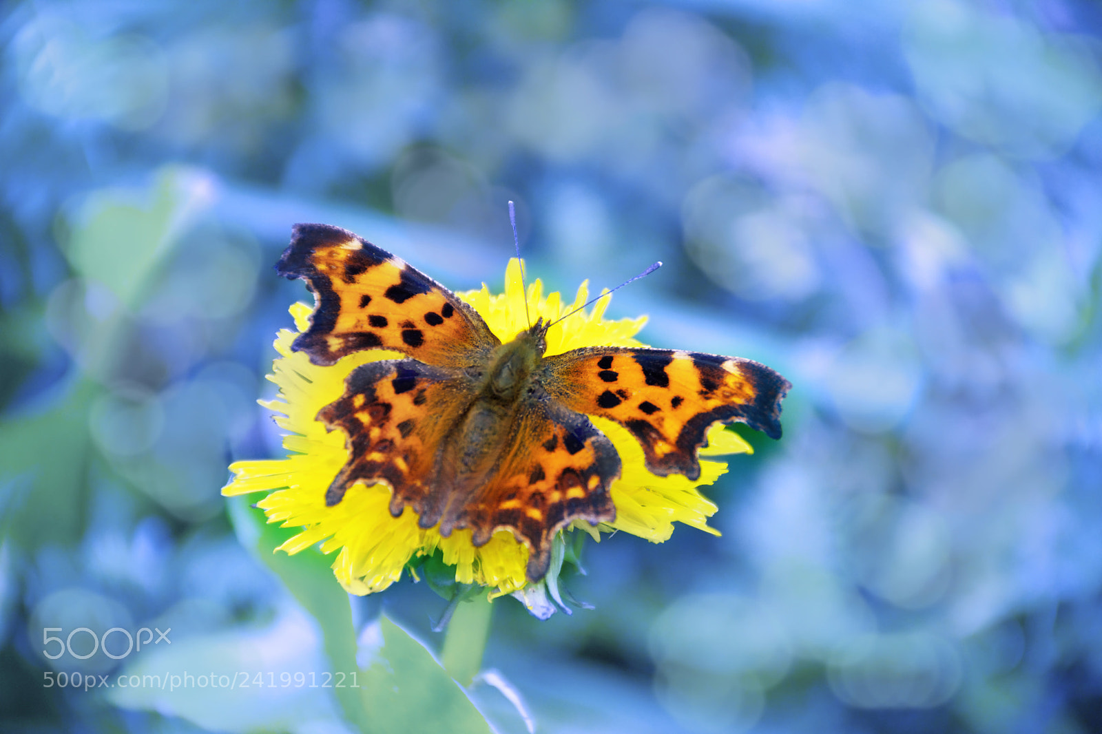 Nikon D7200 sample photo. Dreamstime photography