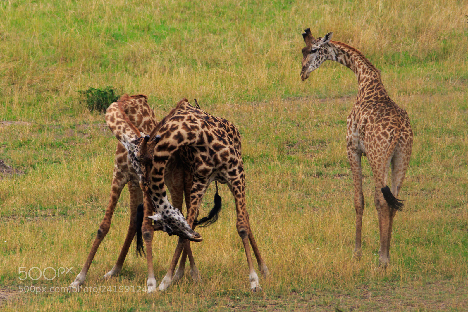 Canon EOS 7D Mark II sample photo. Tanzania - serengeti photography