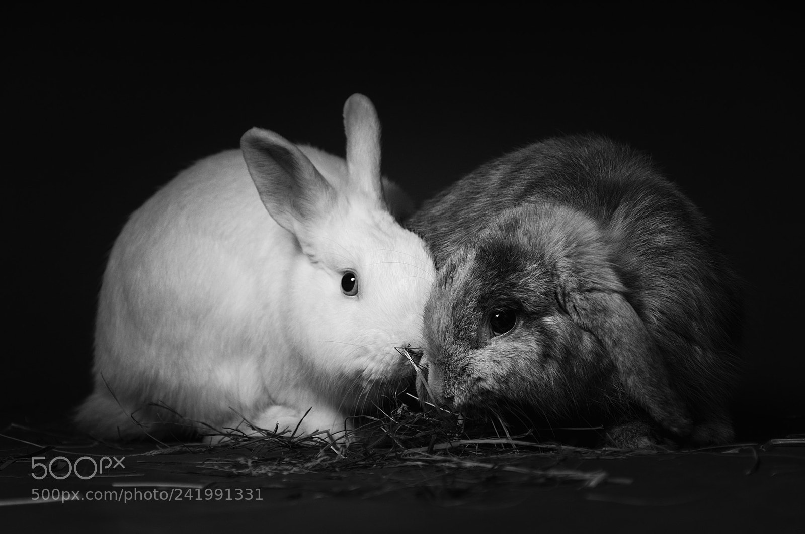 Nikon D300 sample photo. Lapins photography