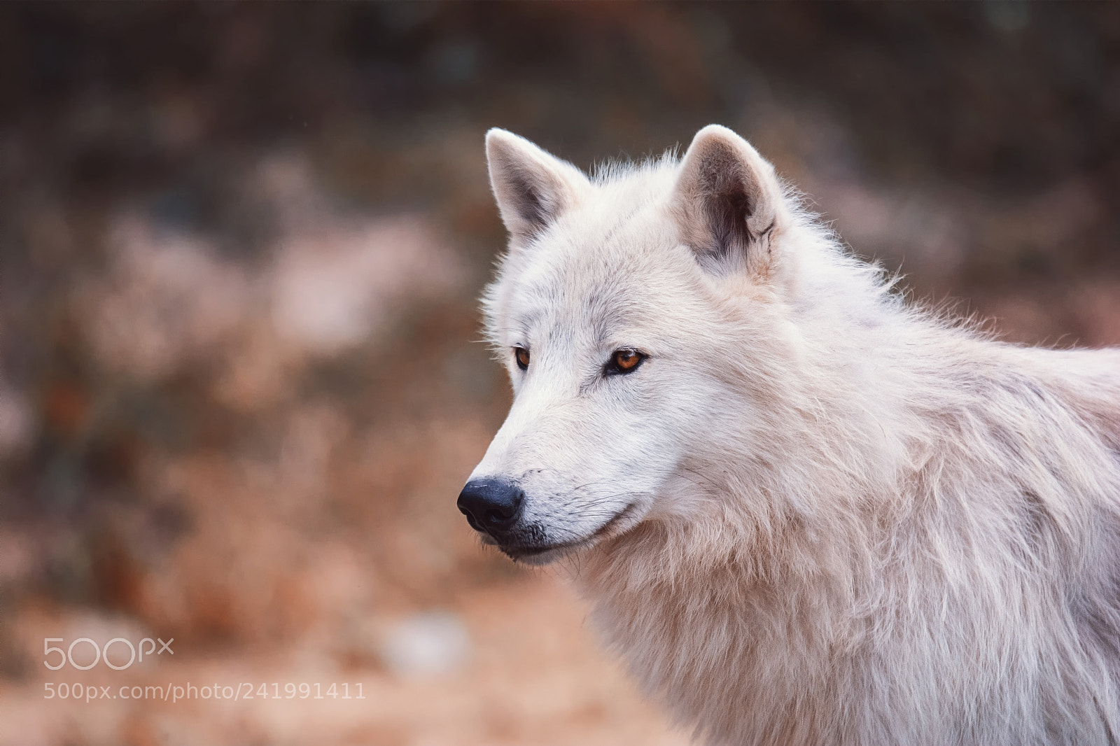 Nikon D7100 sample photo. Arctic wolf photography