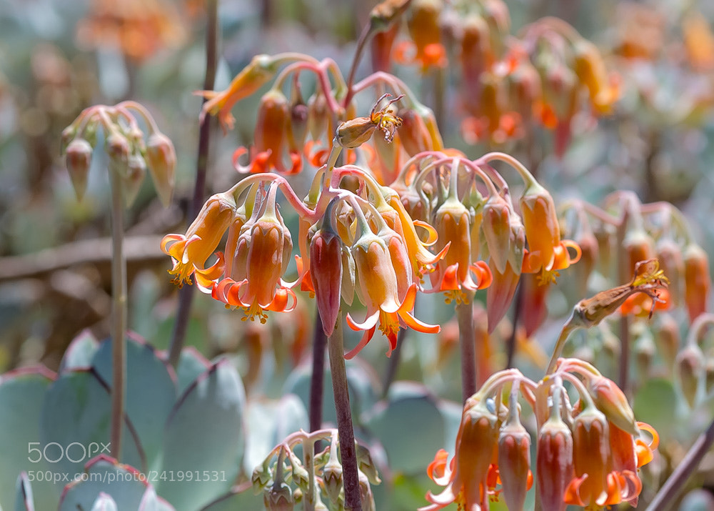 Nikon D5 sample photo. Bells photography